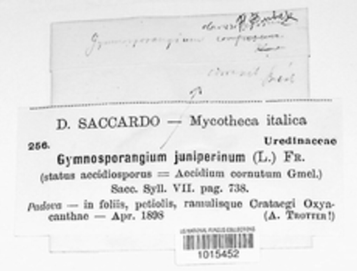 Gymnosporangium clavariiforme image